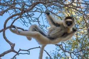 Un lémur blanco colgando entre varias ramas en Madagascar.