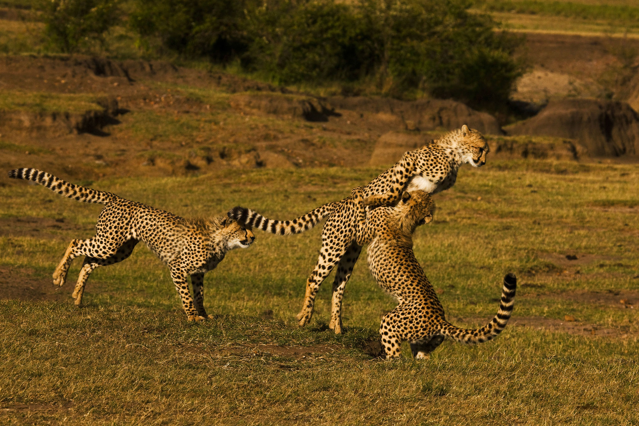 A group of cheetahs play fighting