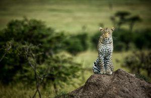 Guepardo y leopardo no pueden encontrarse exactamente en los mismos territorios