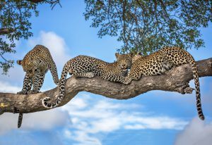 Un grupo de leopardos descansando sobre la rama de un árbol