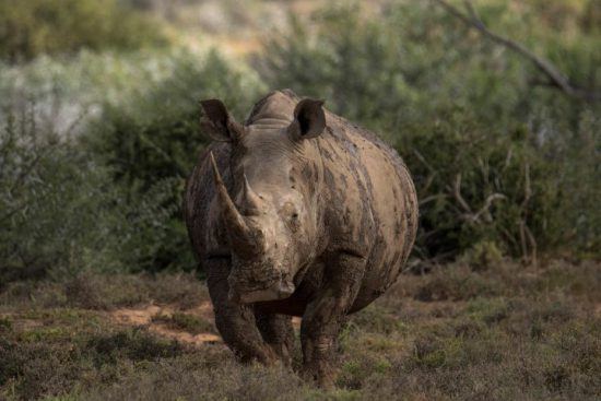 Ein mit Schlamm bedecktes Breitmaulnashorn im afrikanischen Busch