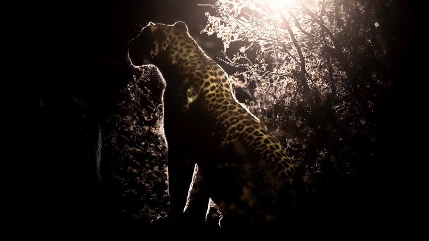 A leopard with a lamp casting a half-silhouette 