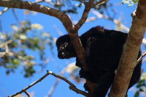 Los lémures negros de ojos azules son otra subespecie de lémur.