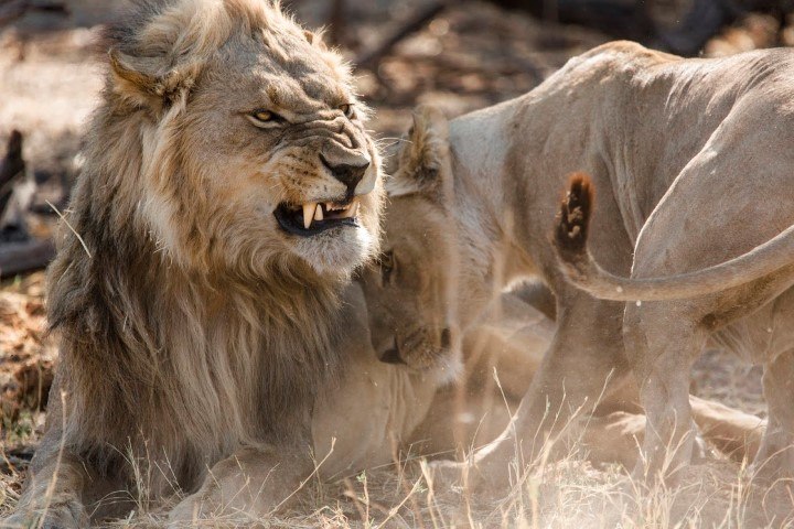 A lion snarling at a lioness