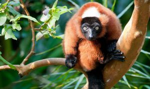 Un ejemplar de lémur rufo rojo en un bosque de Madagascar.