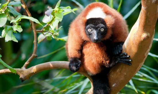 rotes Lemur auf einem Ast sitzend in Madagaskar