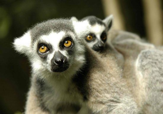 Ein Mutterlemur und ein ihr Junges am Rücken