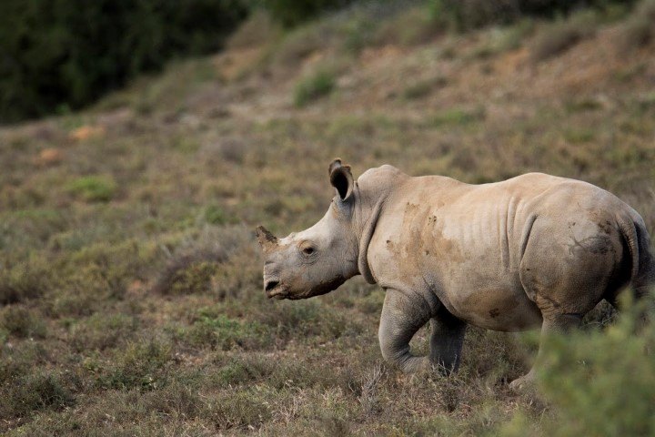 A rhino calf walking in the bush