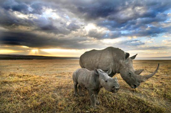 Dos rinocerontes (madre y bebé) en África