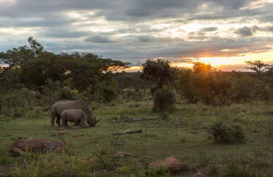 Rinocerontes caminhando durante o pôr do sol. Foto: Rhino Africa