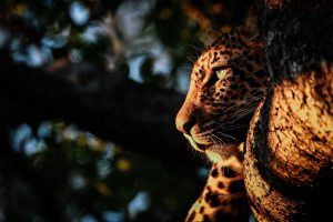 Al caer el sol los leopardos se preparan para cazar