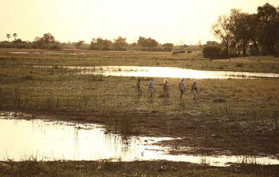 Safári a pé em Sandibe Safari Lodge