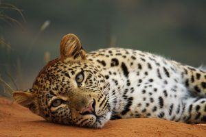 El color de ojos de los leopardos suele ser verde o azul