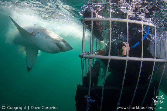 Tiburones como nunca antes los habías visto