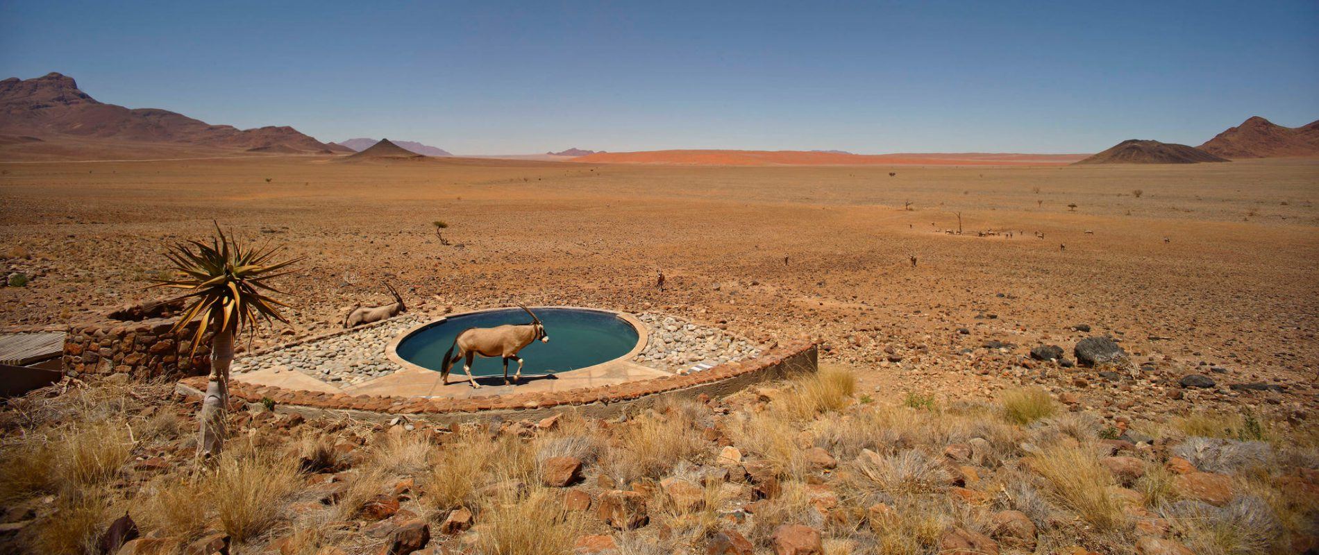 Swimmingpool in der Wüste