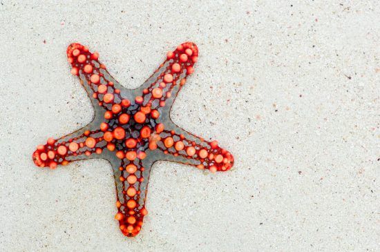 Ein roter Seestern im Sand