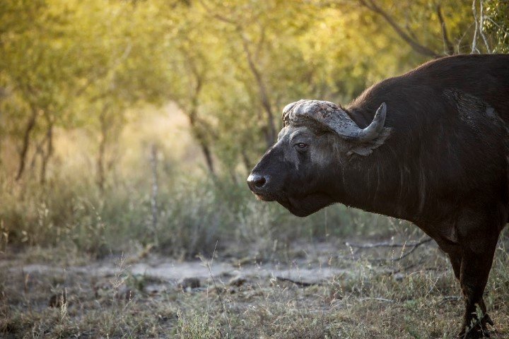 A Cape Buffalo standing with trees behind