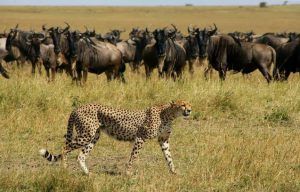 Guépard près d'un troupeau de Buffles, Mara North Conservancy