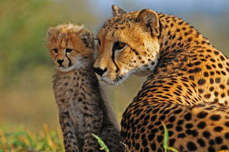 Un mère guépard et son petit regardant dans la même direction. 