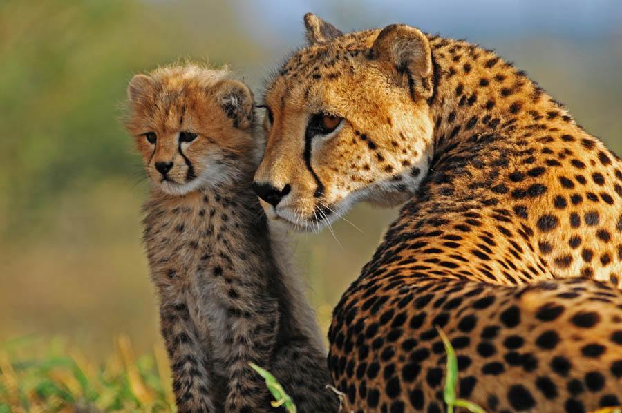 A mother cheetah with her cub