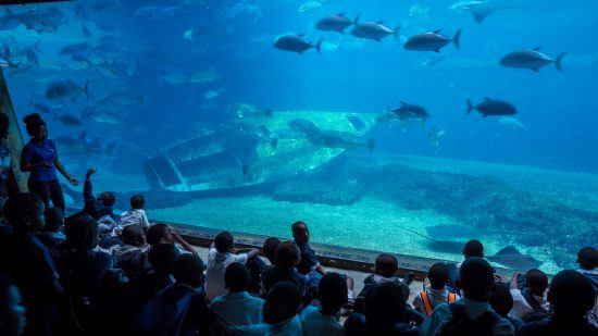 Kinder sehen den Fischen im Aquarium zu