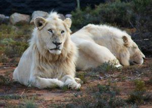 Lions blancs dans la réserve de Sambona