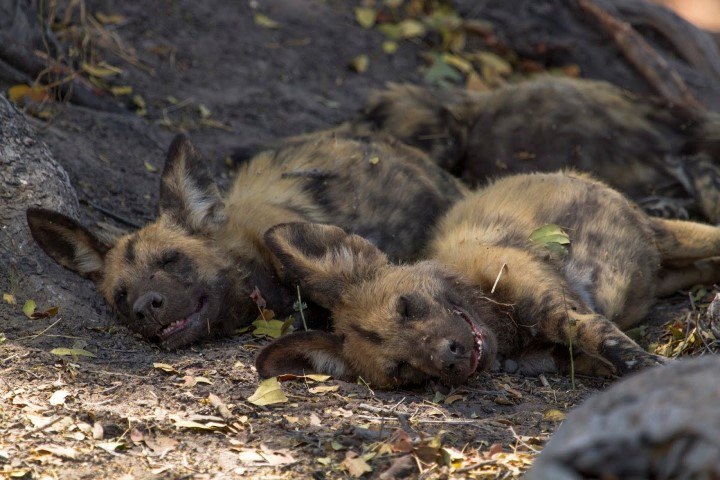 Two African Wild Dogs sleeping on the ground