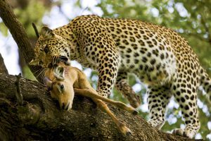 Un leopardo devorando su presa en lo alto de un árbol