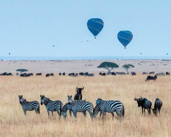 Zebras, darüber zwei Heißluftballone