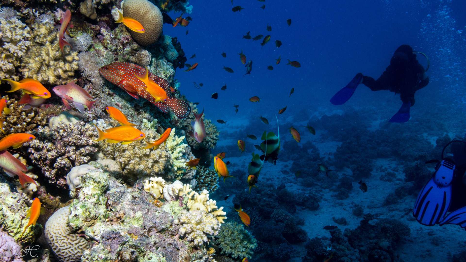 Arrecifes del mar Rojo en Egipto