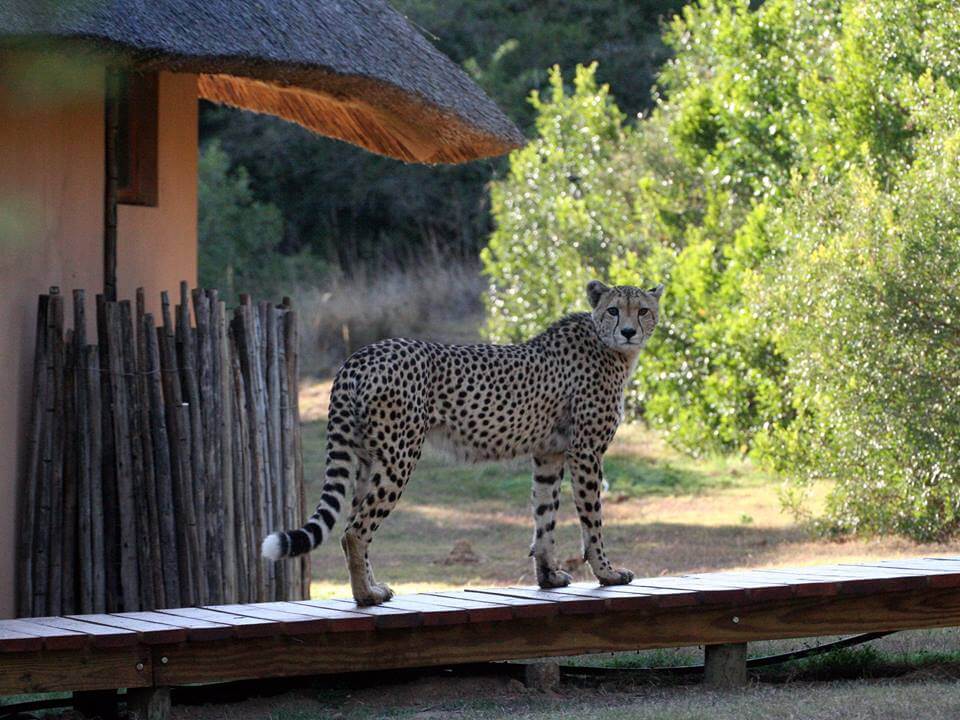 Guépard visitant un lodge de la réserve d'Amakhala en Afrique du Sud.