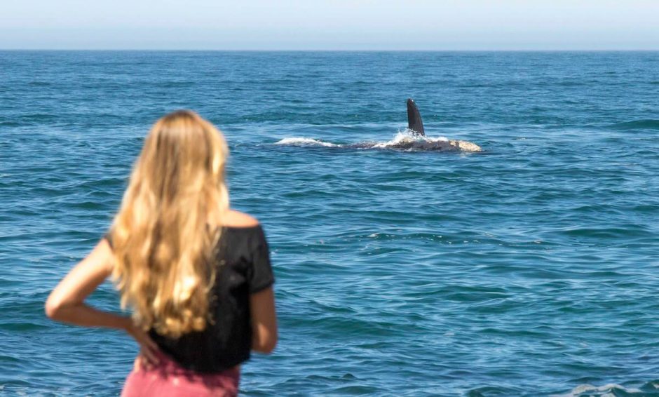 Observation des baleines depuis les côtes d'Hermanus en Afrique du Sud.