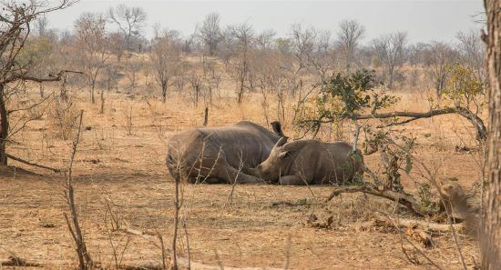 Zwei liegende Breitmaulnashörner im Mosi-oa-Tunya Nationalpark