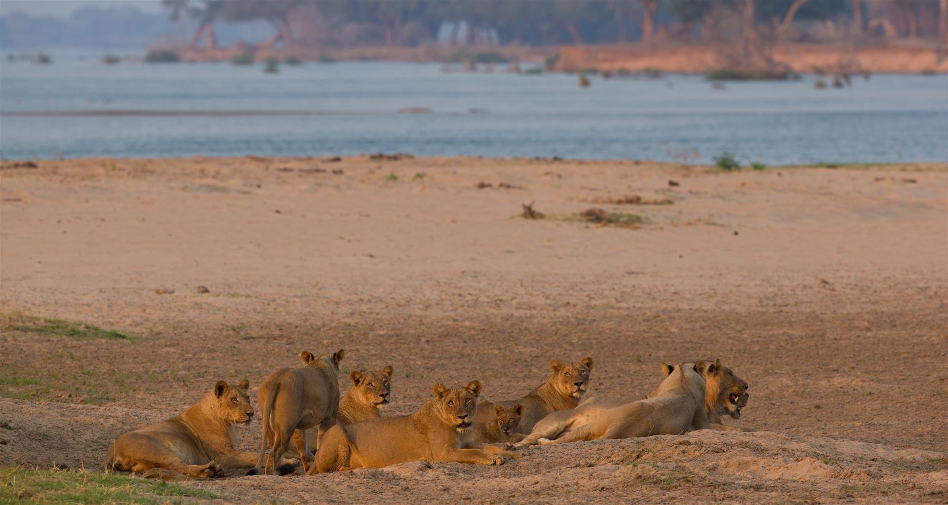 Lions dans le Parc National du Zambèze, à proximité des Chutes Victoria