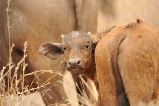 Petit buffle dans le classement des plus mignons bébés animaux.