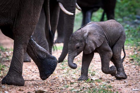 éléphanteau dans le diaporama des bébés animaux