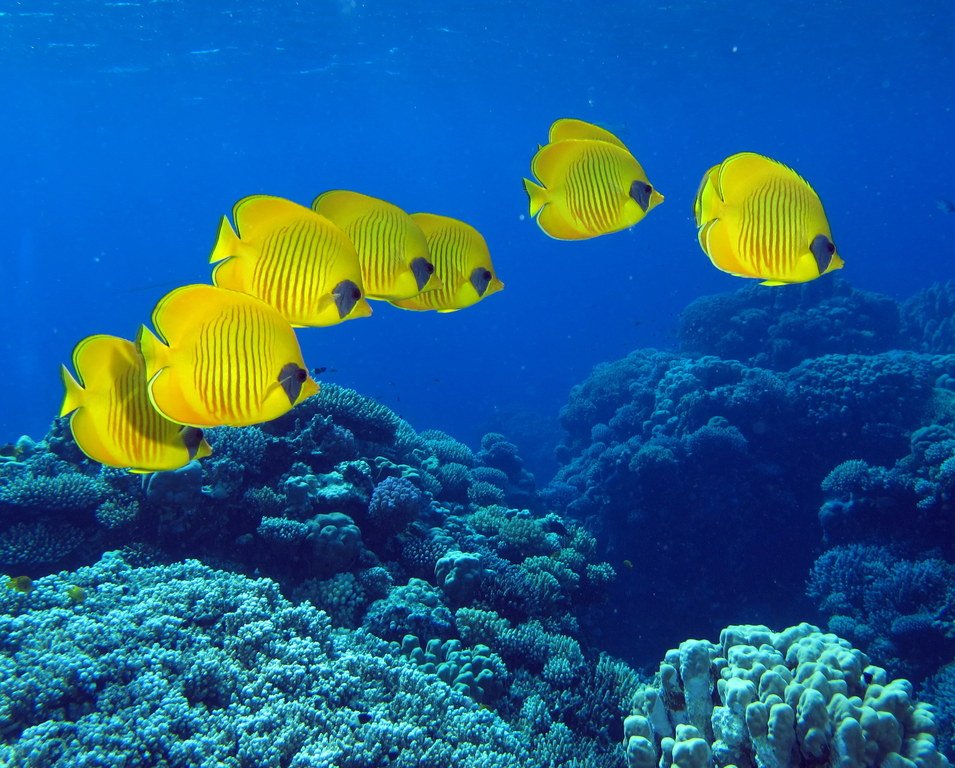 El mar Rojo es una de las maravillas naturales de África