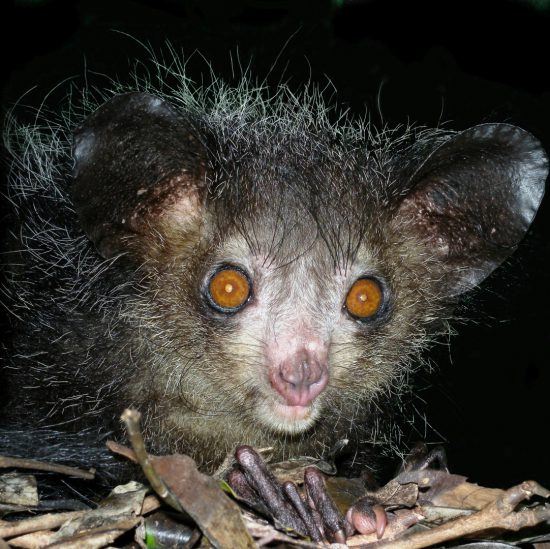 Große Orange Augen eines Ace Ace Lemurs