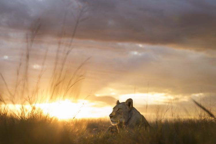 Lion au coucher de soleil dans le parc national de Hwange au Zimbabwe