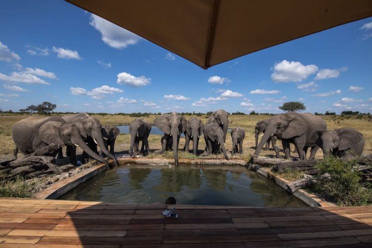 Un troupeau d'éléphants buvant l'eau de la piscine à Somalisa Camp au Zimbabwe.