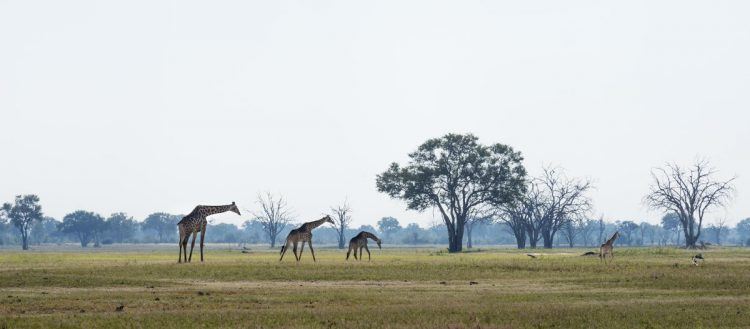 Vaste étendue et plaines dans la réserve de Hwange au ZImbabwe