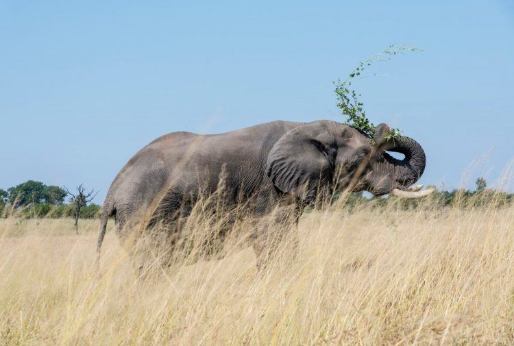 éléphant dans la réserve d'Hwange au Zimbabwe