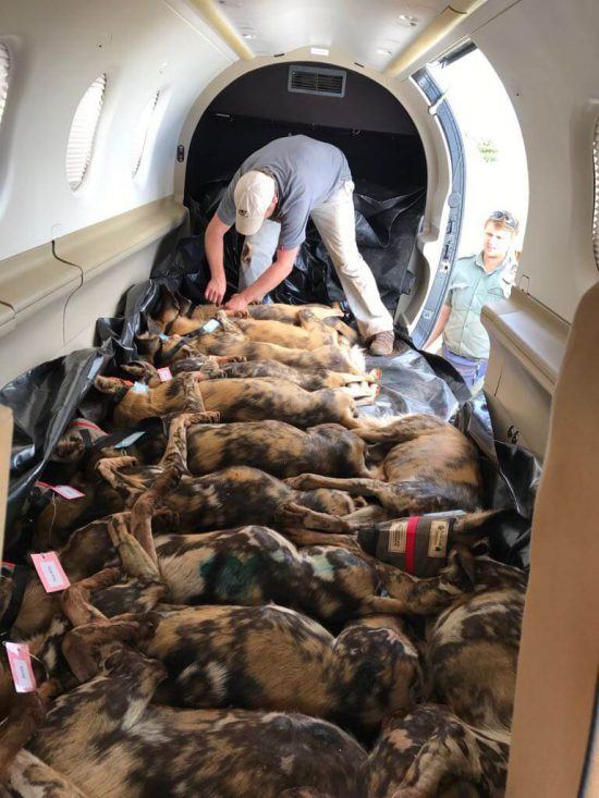 15 Afrikanische Wildhunde werden in einem Flugzeug in ihr neues Zuhause transportiert