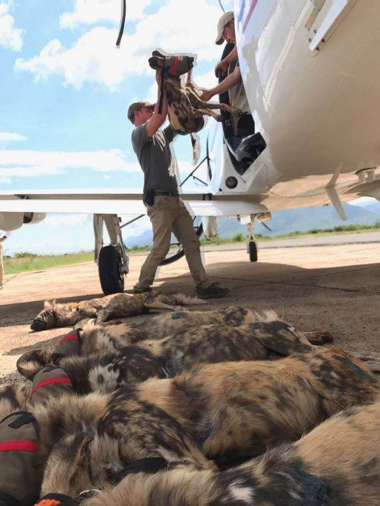 En Avril dernier, Wildlife ACT a réintroduit une meute de chiens sauvages au Mozambique.