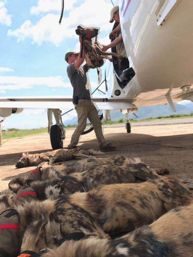 Opération de sauvetage des chiens sauvages d'Afrique au Mozambique.