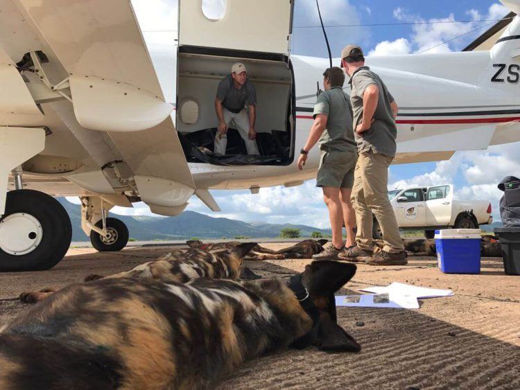 Opération de sauvetage des chiens sauvages d'Afrique au Mozambique par Wildlife ACT