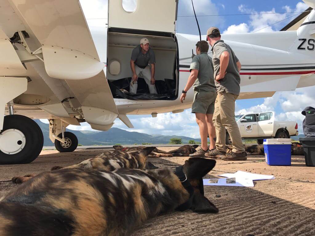 Naturschützer bereiten 15 Afrikanische Wildhunde auf ihren Flug in den Gorongosa Nationalpark in Mosambik vor