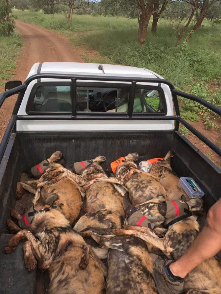 Opération de sauvetage de chiens sauvages d'Afrique au Mozambique.