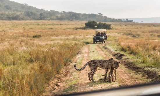 Chita brinca com filhote na reserva sul-africana Welgevonden