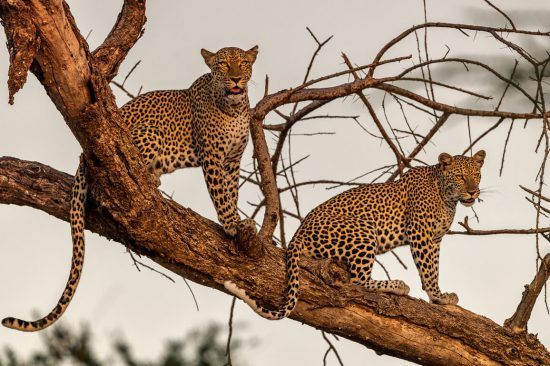 zwei leoparden sitzen auf einem Baum